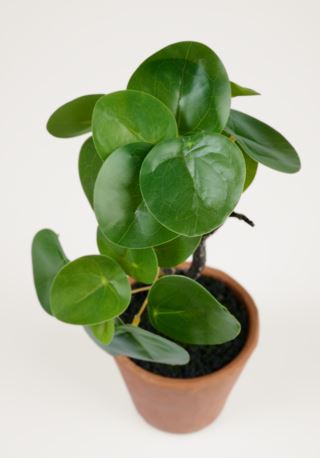 Pilea växt grön