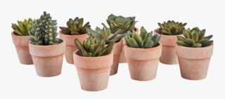 hemtex Small succulent växt blandade