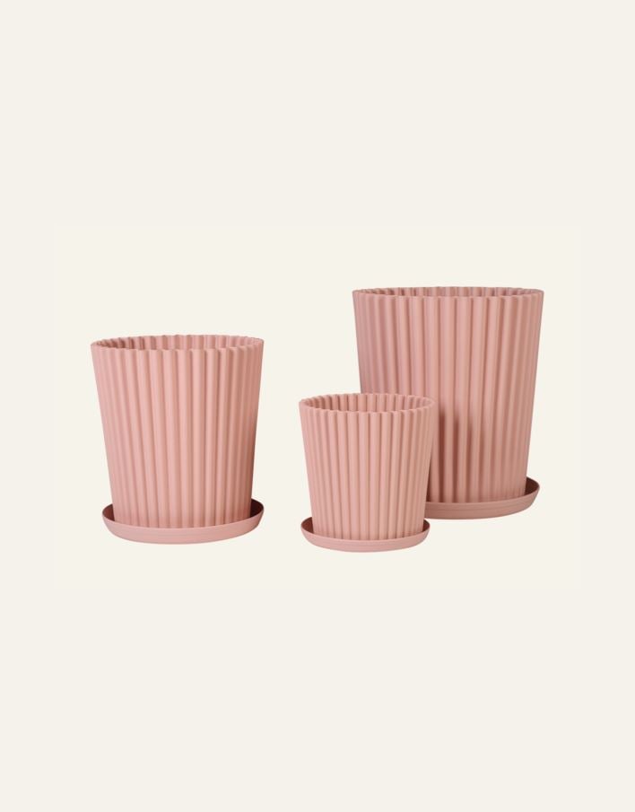 Utekruka puderrosa - 4